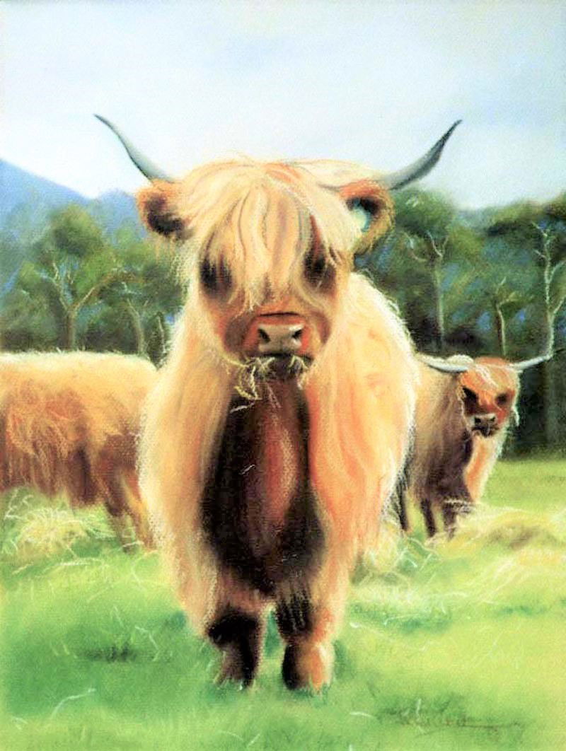 Hylander Cow