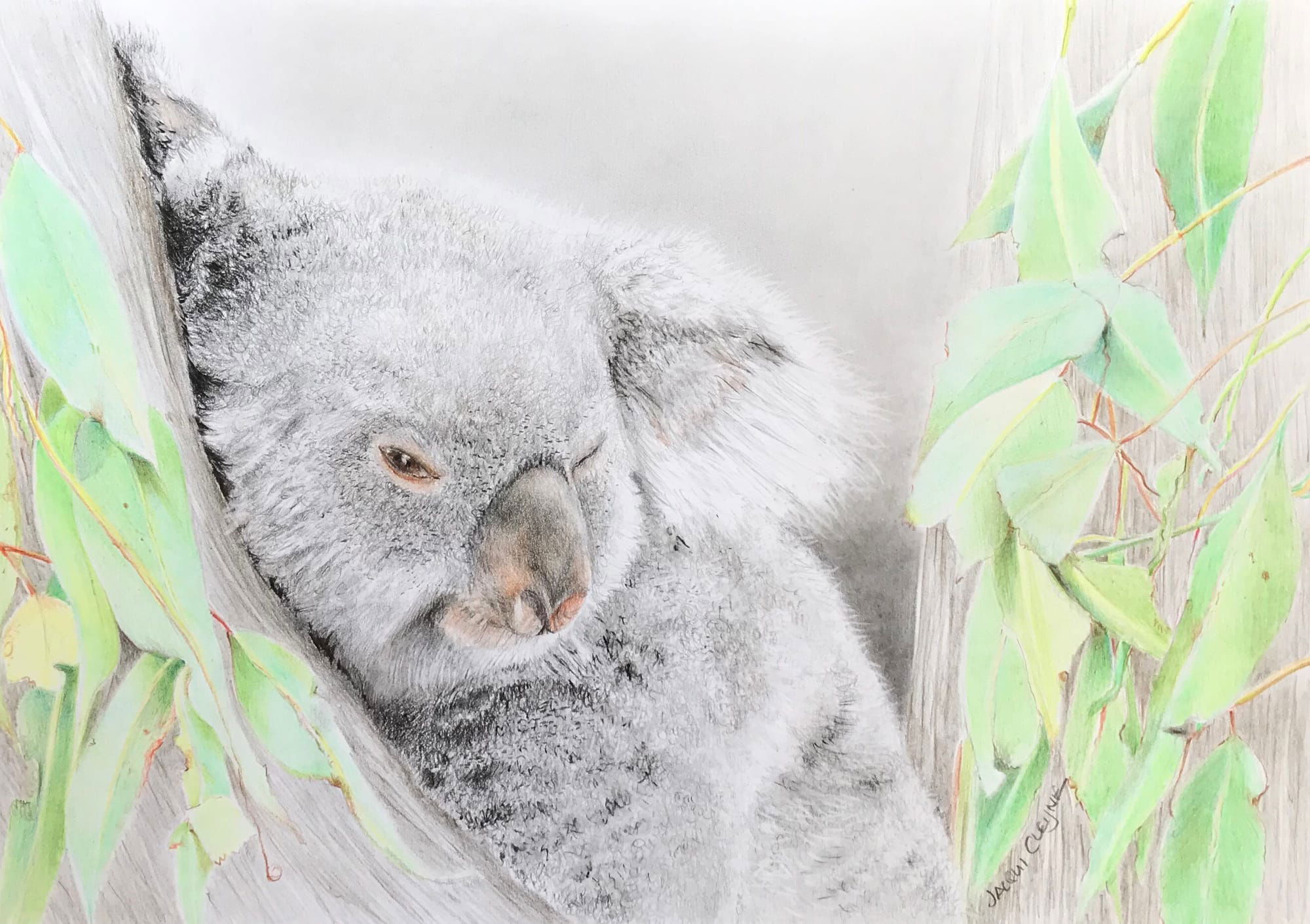 Sleepy Koala - SOLD