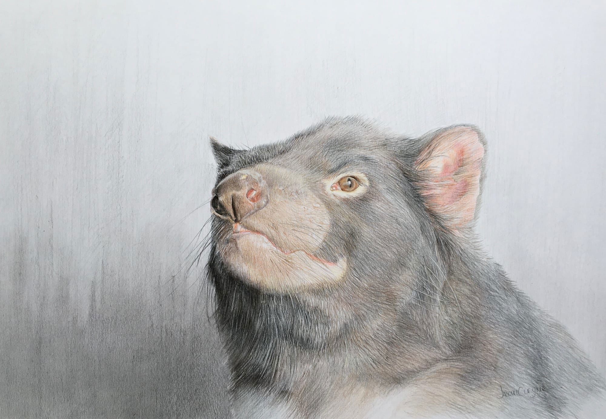 "Tasmanian Devil Portrait" - FOR SALE