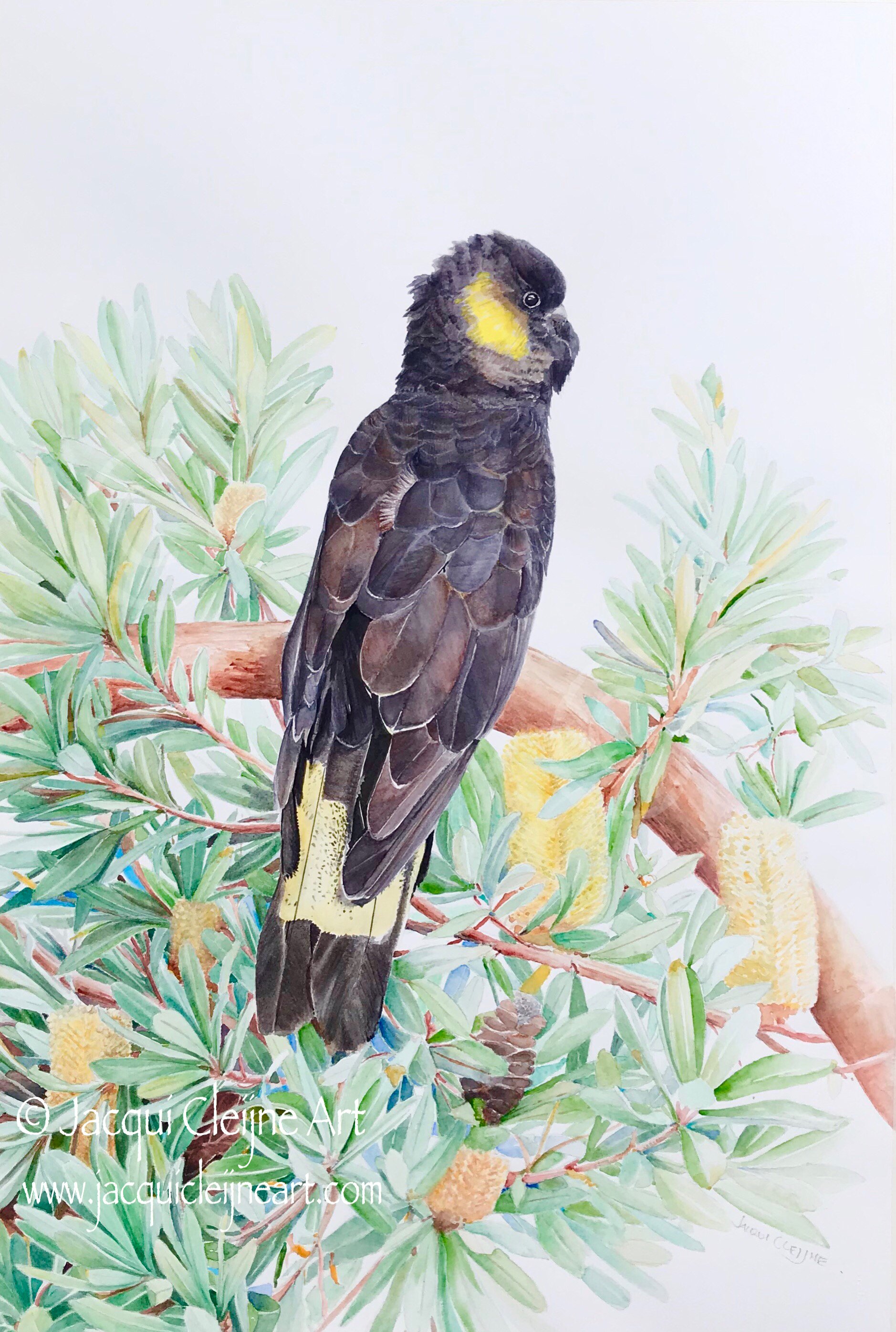 “Charlie” Yellow Tailed Black Cockatoo - FOR SALE