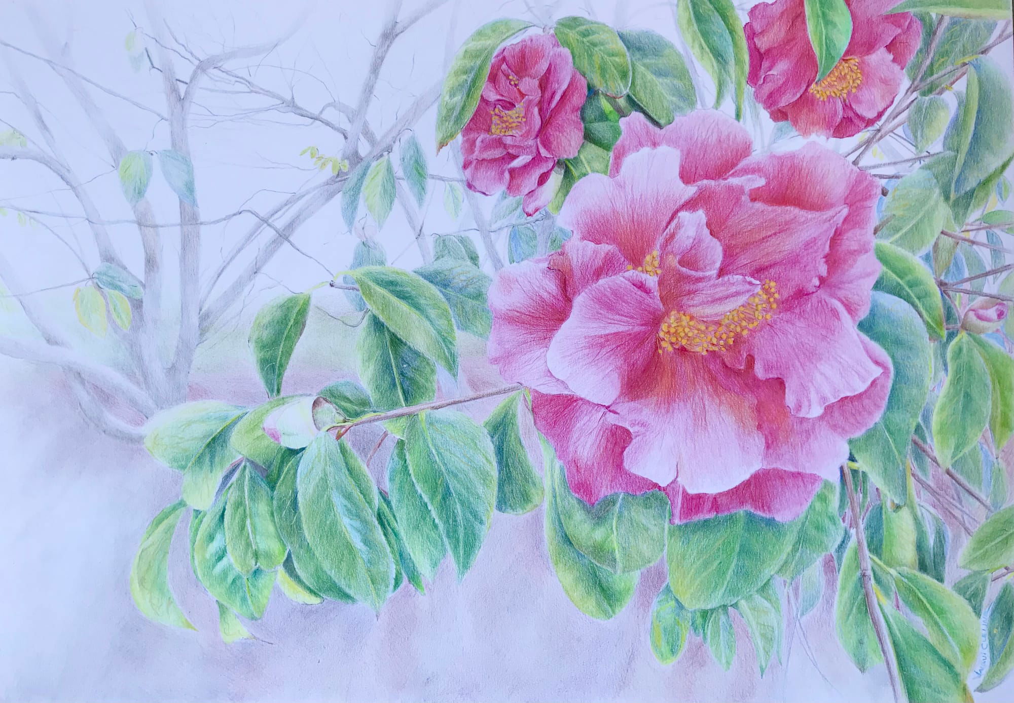 "Glorious Camellia" - FOR SALE