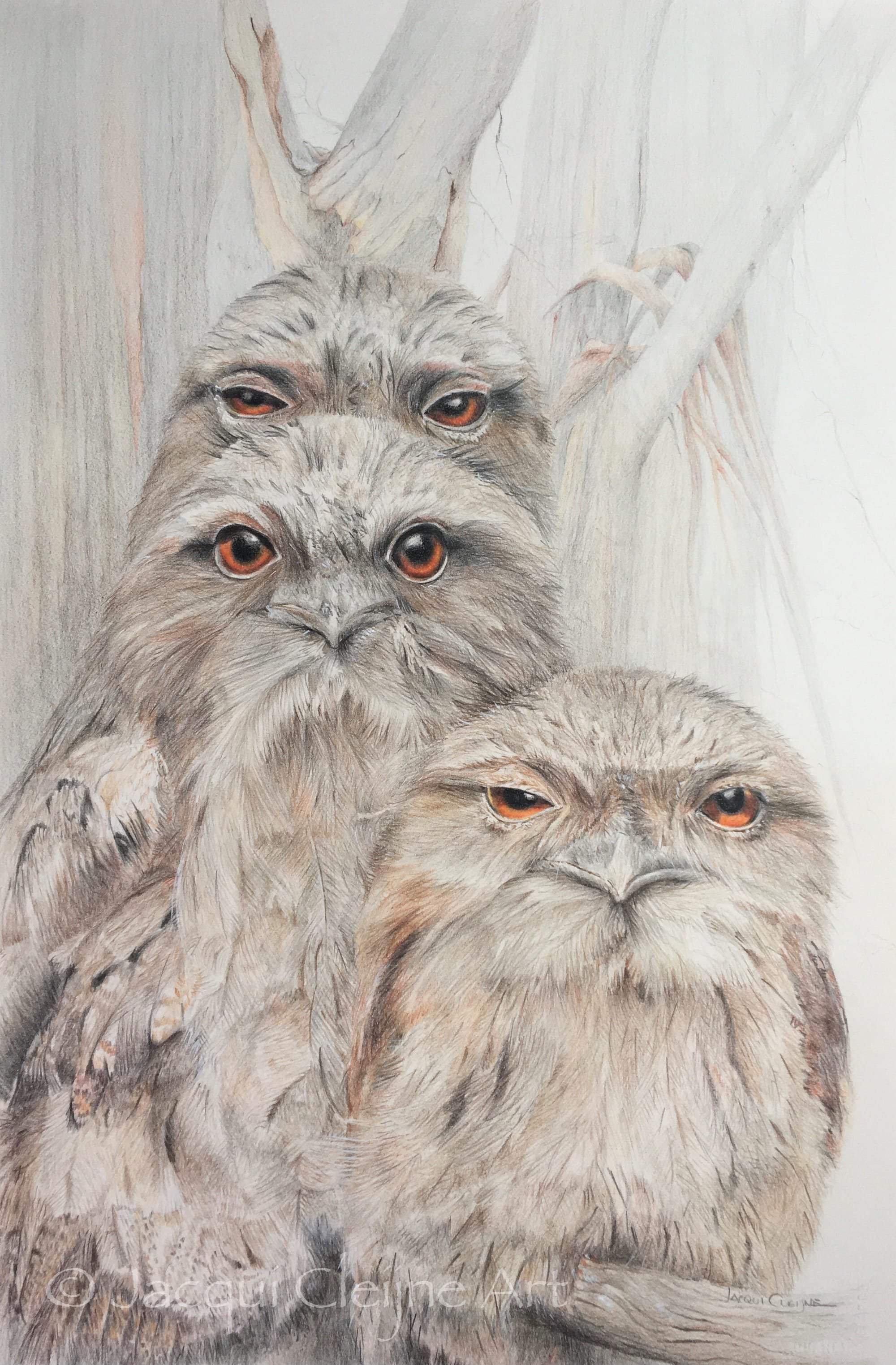 "Tawny Frogmouth Family Series" - FOR SALE