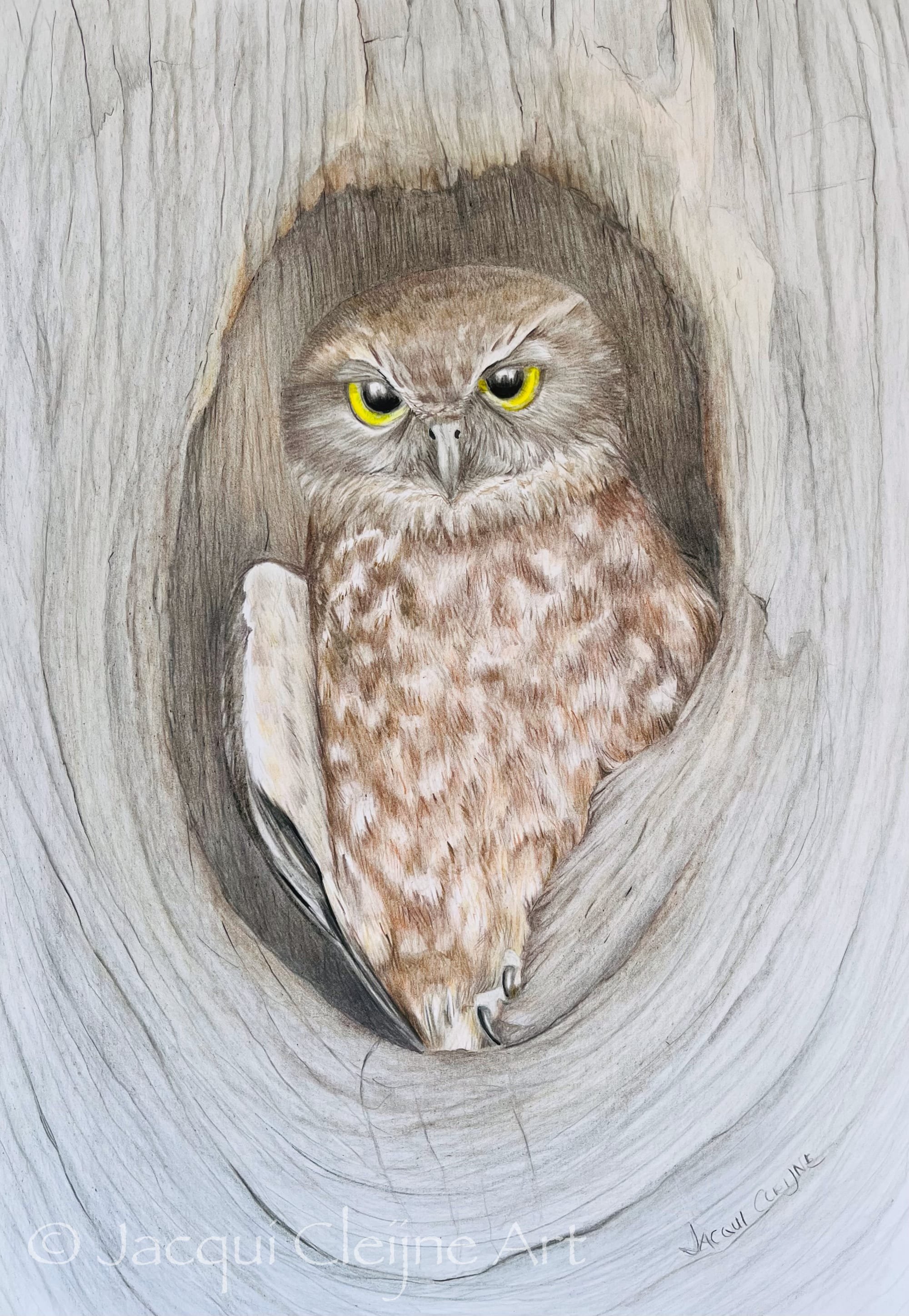 Boobook Owl - SOLD
