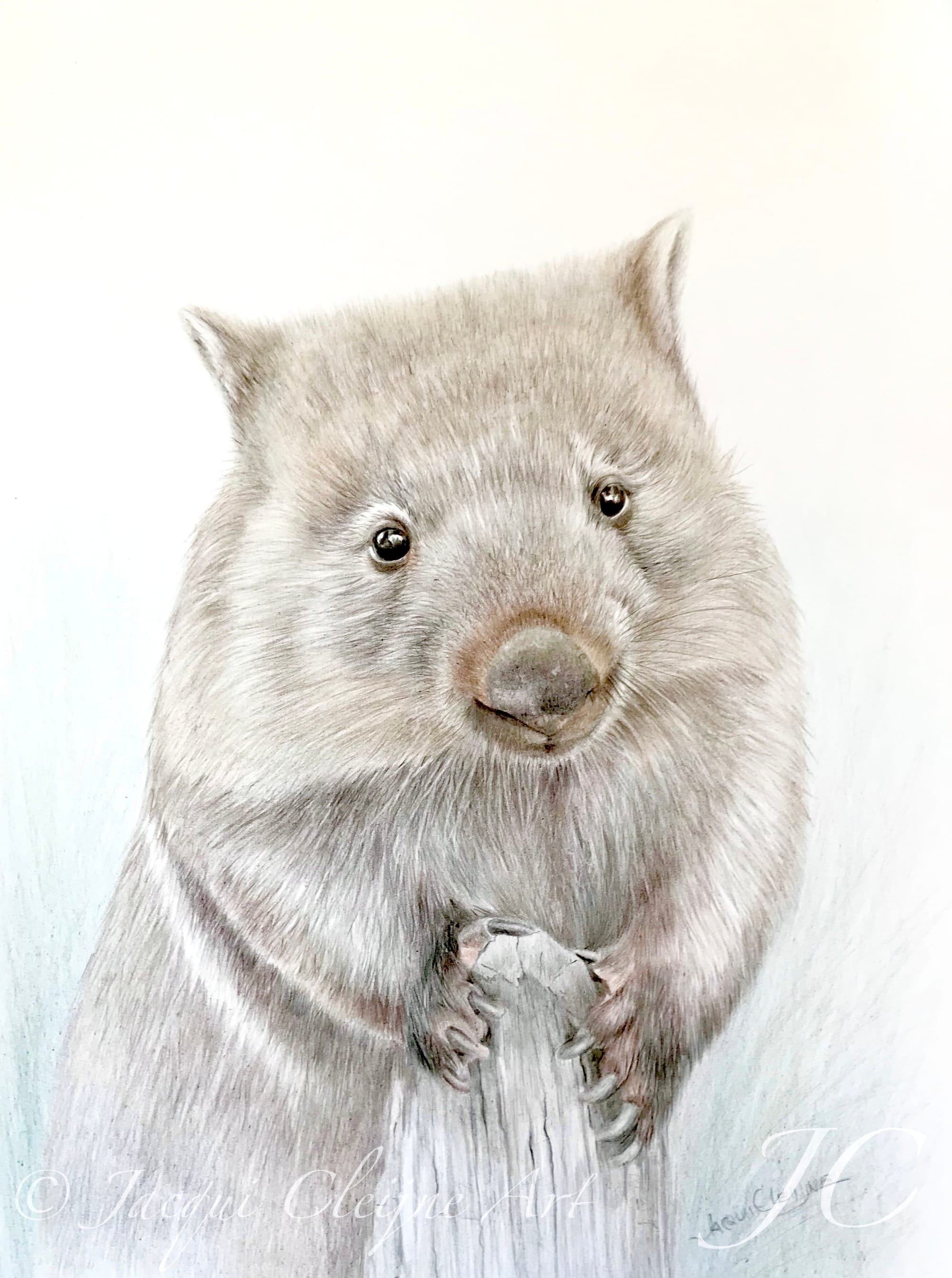 "G'Day Mate" - Tasmanian Wombat FOR SALE