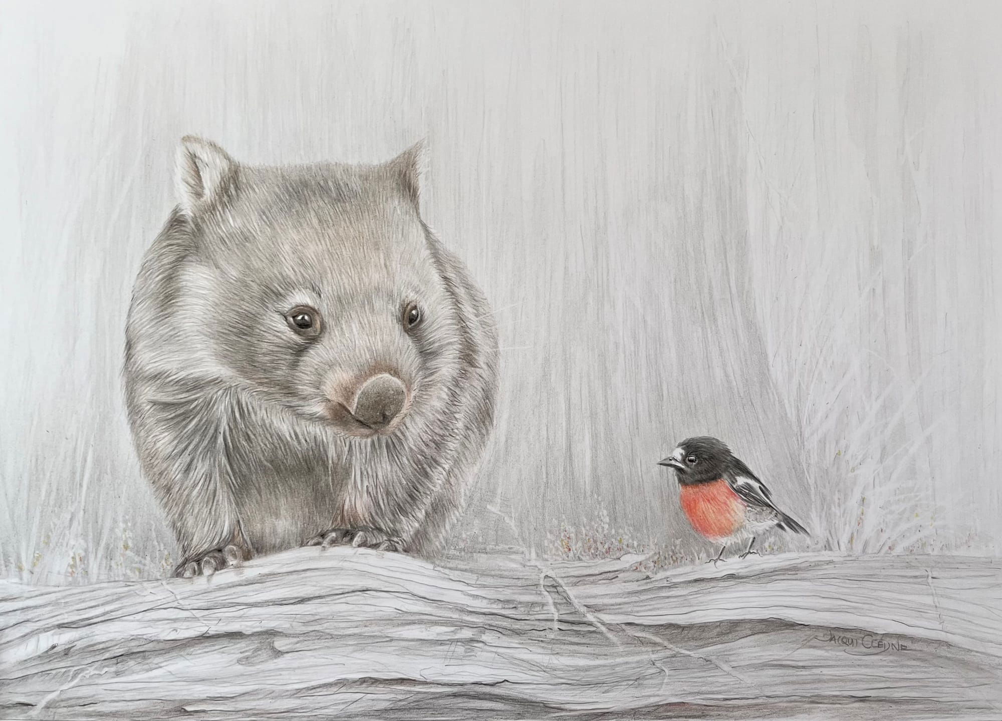 "An Introduction" - Tasmanian Wombat & Scarlet Robin FOR SALE