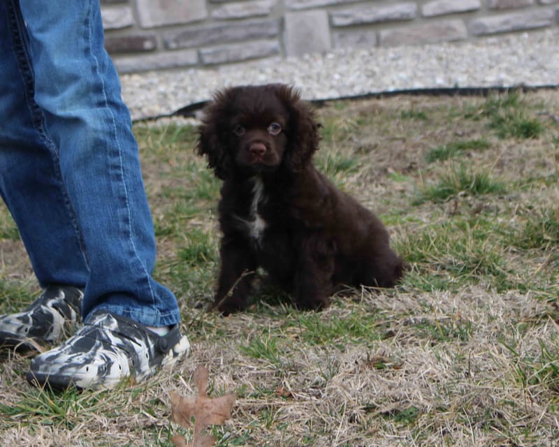Sadie