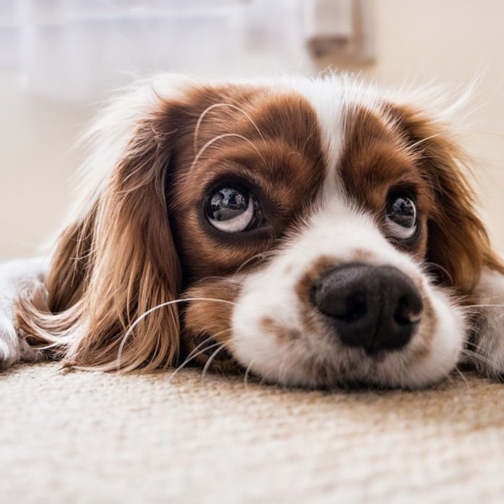 Como remover o cheiro a cão da carpete?