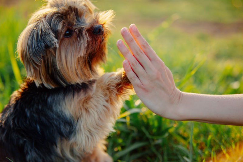 Como ensinar o cão a fazer xixi na rua?