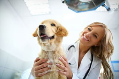 How To Find The Right Vet For Your Pet  image