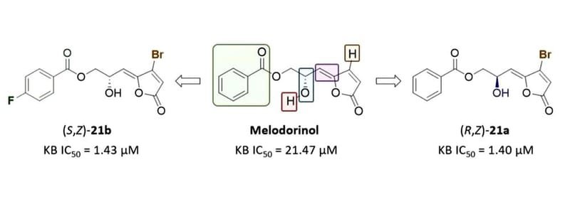 Diverted total synthesis of melodorinol analogues and evaluation of their cytotoxicity