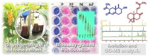 Bioassay‐Guided Fractionation, Chemical Compositions and Antibacterial Activity of Extracts from Rhizomes of Globba schomburgkii Hook.f.