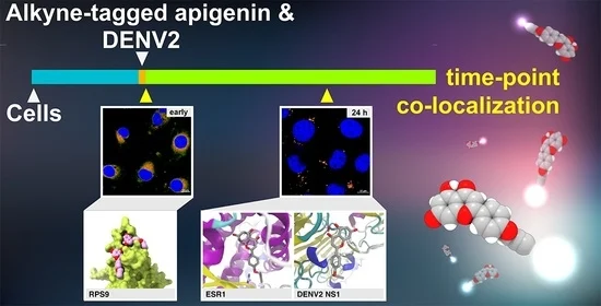 Alkyne-Tagged Apigenin, a Chemical Tool to Navigate Potential Targets of Flavonoid Anti-Dengue Leads