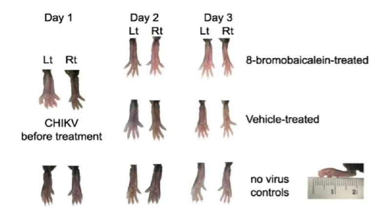 The 8-Bromobaicalein Alleviated Chikungunya-Induced Musculoskeletal Inflammation and Reduced the Viral Load in Healthy Adult Mice