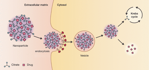 Feeding Cells with a Novel “Trojan” Carrier: Citrate Nanoparticles