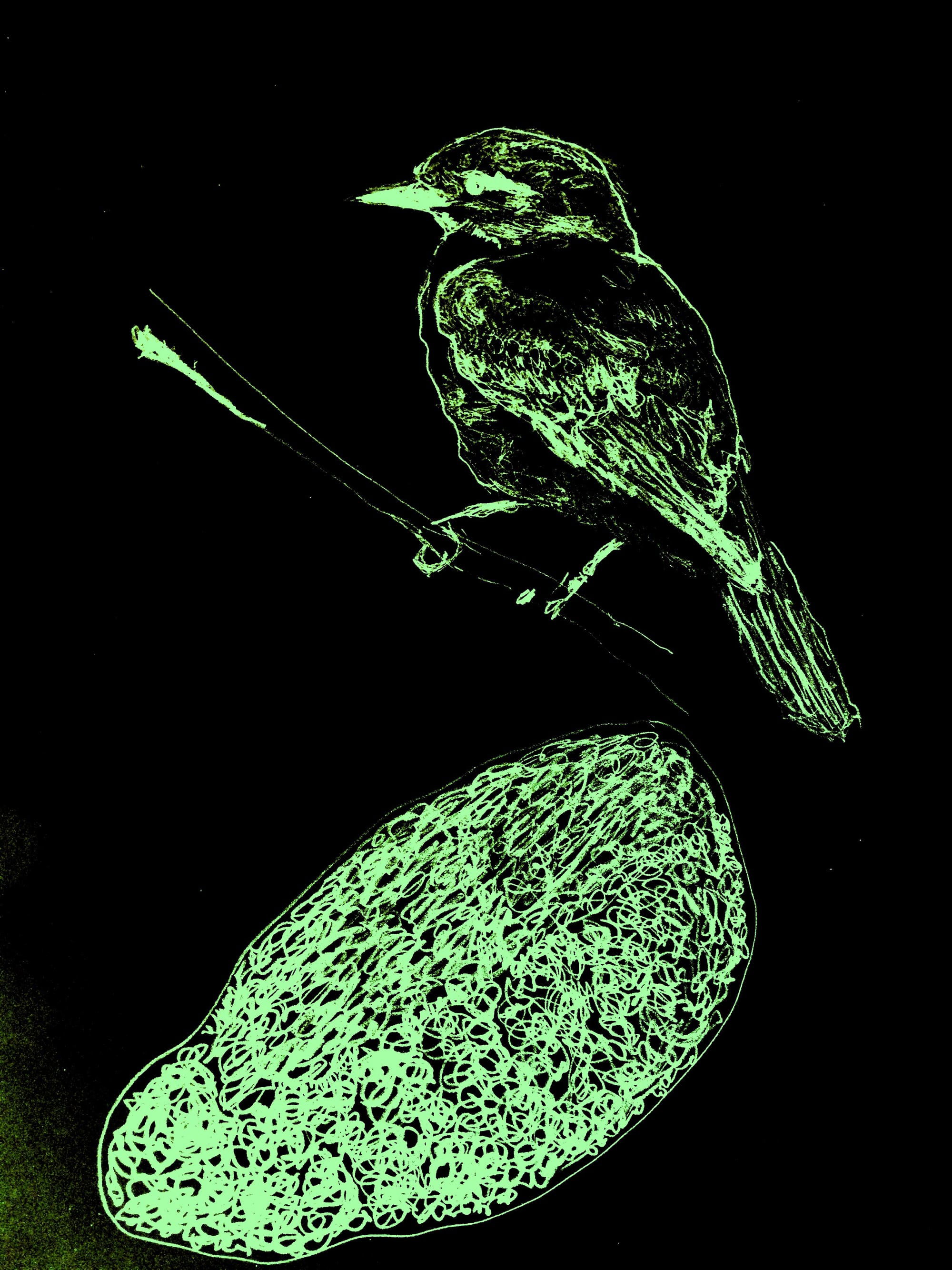 Coronavirus pics 11: Bird Gallery