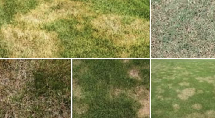 Lawn Disease care