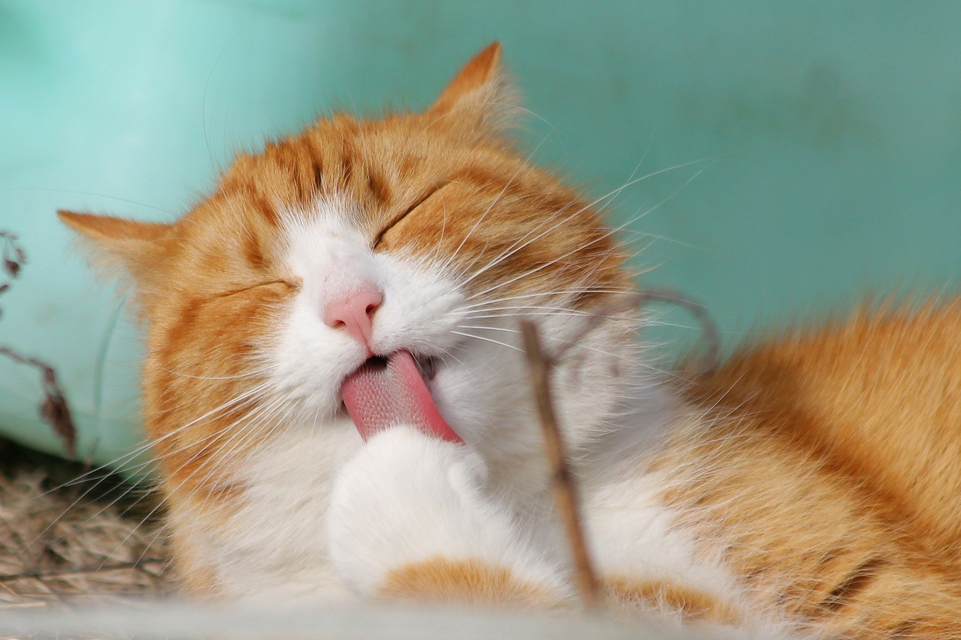 Ce que ressent votre chat : les positions de sommeil peuvent vous renseigner sur l'état émotionnel de votre animal