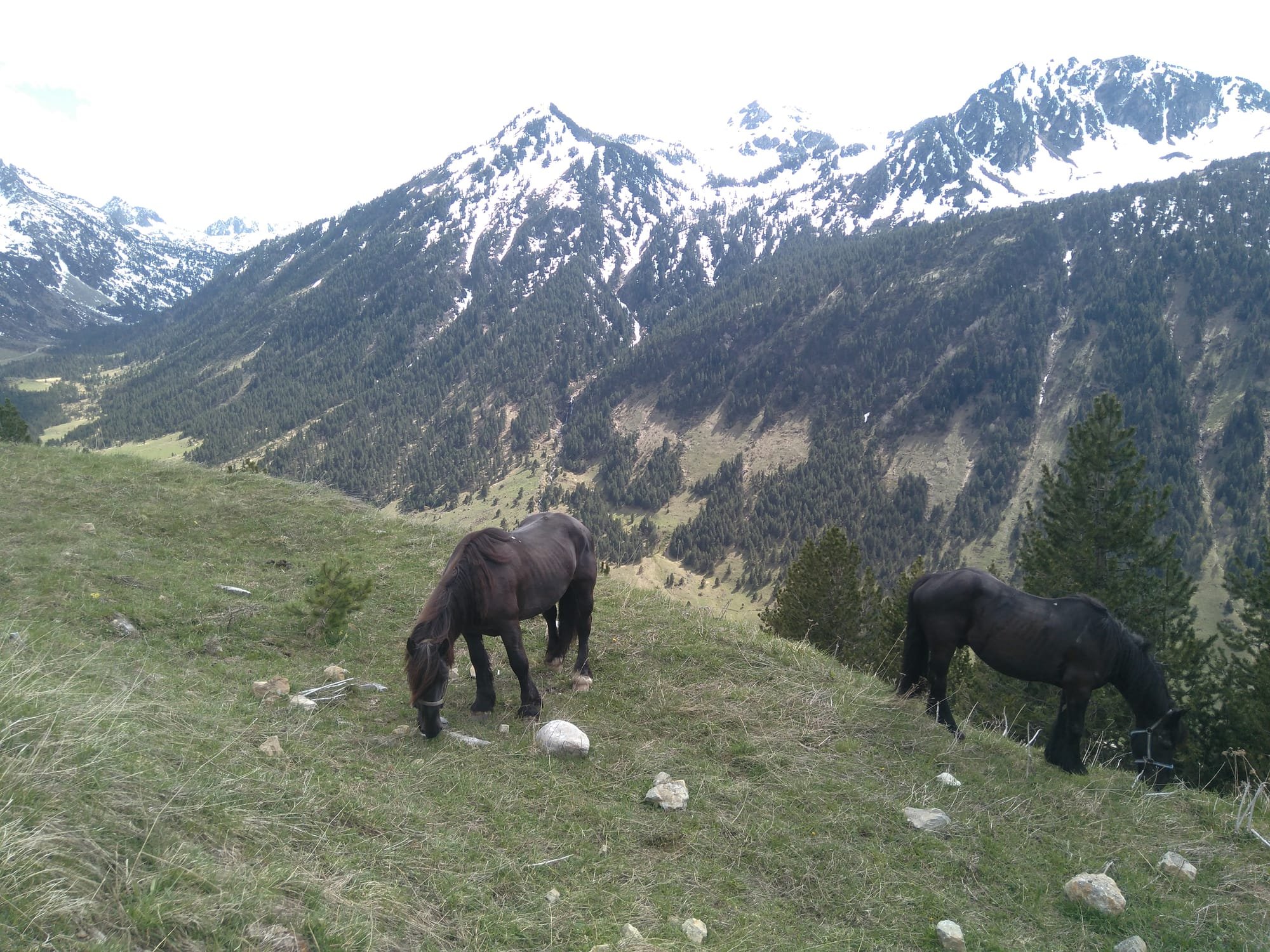 Resumen del ecotour circular a l'Alt Pirineu i Aran - GRÀCIES A TOTS! GRACIAS A TODOS!!
