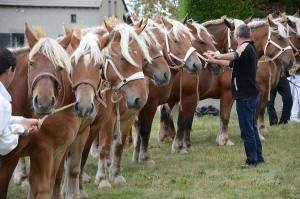 Foire-concours de chevaux lourds – Vide grenier