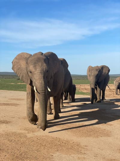 Addo Photo Safari image