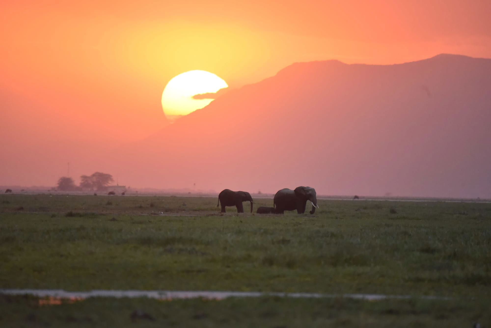 Sunset in Amboseli with Elephants