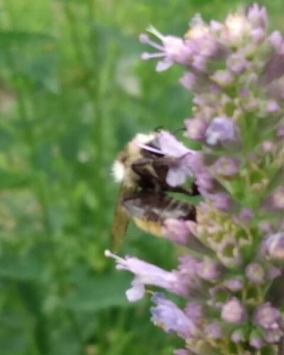 Other Bees and Pollinators
