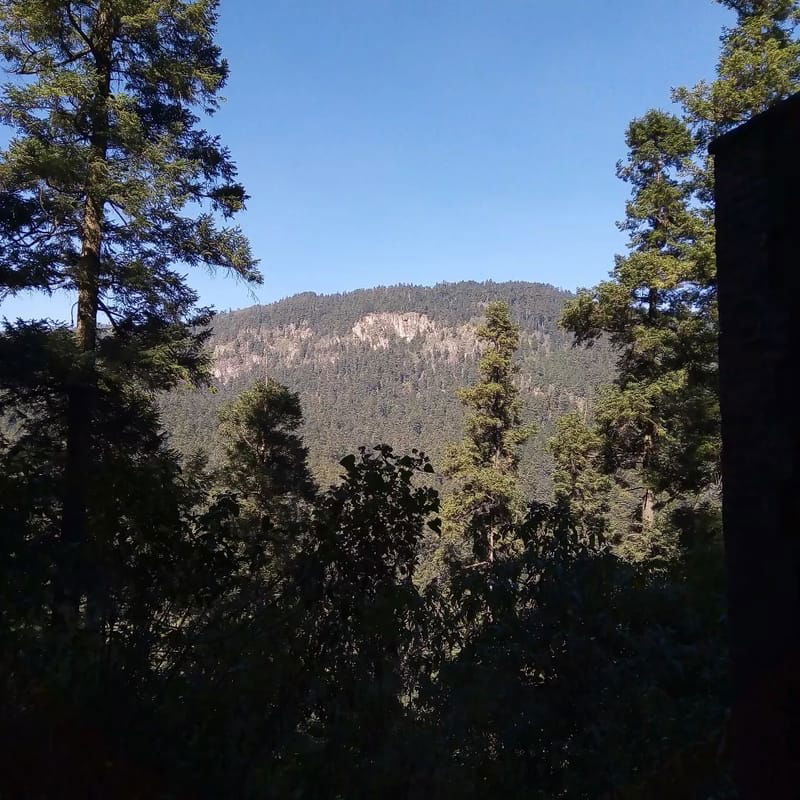 Caminata al Bosque de Los Dinámos