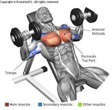 Incline dumbbell press on a stability ball exercise instructions and video