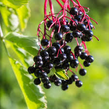 Elderberry