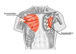 Pectoral Major