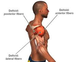 Middle Deltoid Dumbbell Exercises Your deltoids are the biggest and strongest muscles in your shoulders,