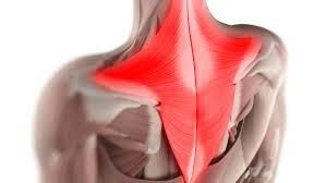 Trapezius