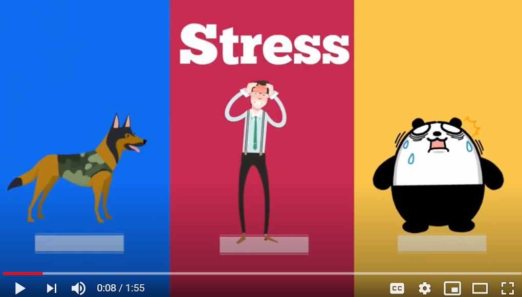 What happens to my body when I experience stress?