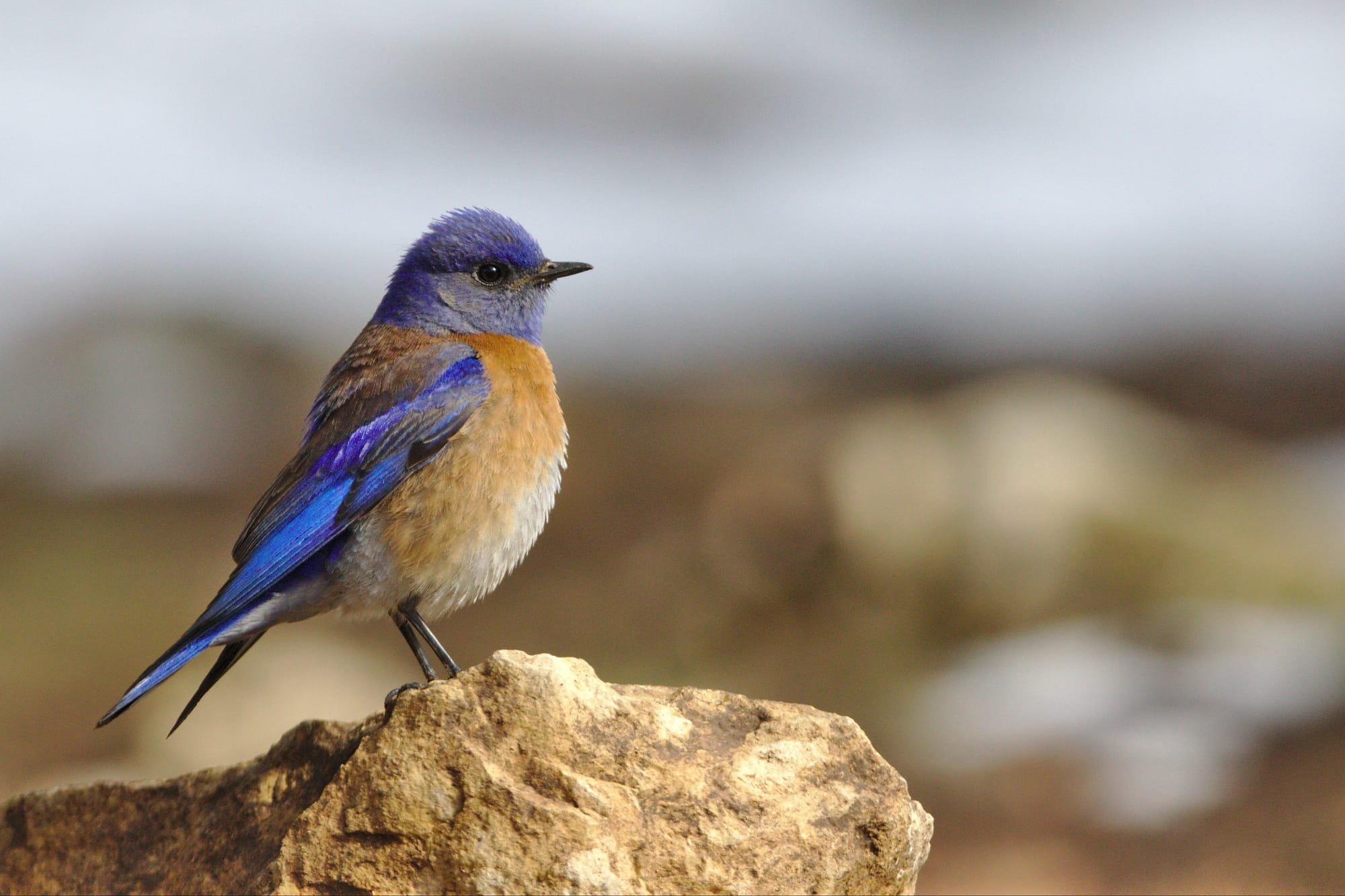 The Bluebird of Happiness & Backyard Birding
