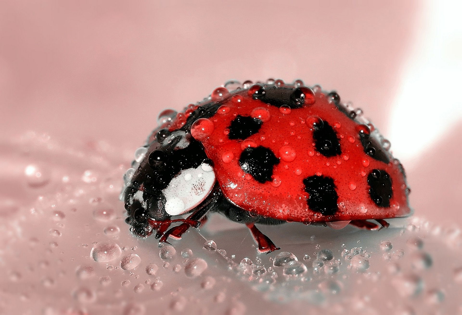 The Scoop on Ladybugs - Corliss Garden Club