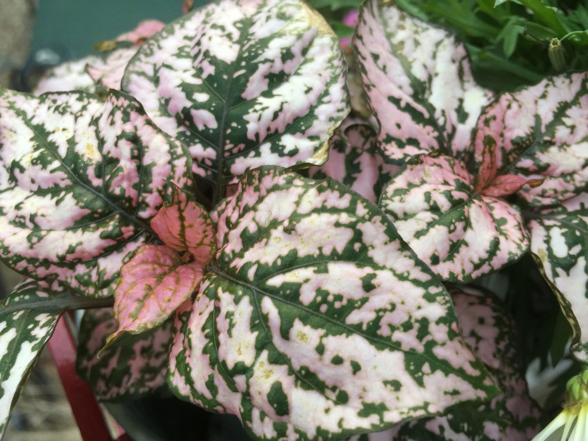 Hypoestes phyllostachya, Pink Polka Dot Plant