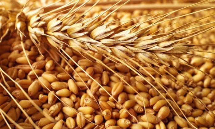 أكدت الإحصاءات أن أوكرانيا جنت حصاداً قياسياً من الحبوب العام الماضي