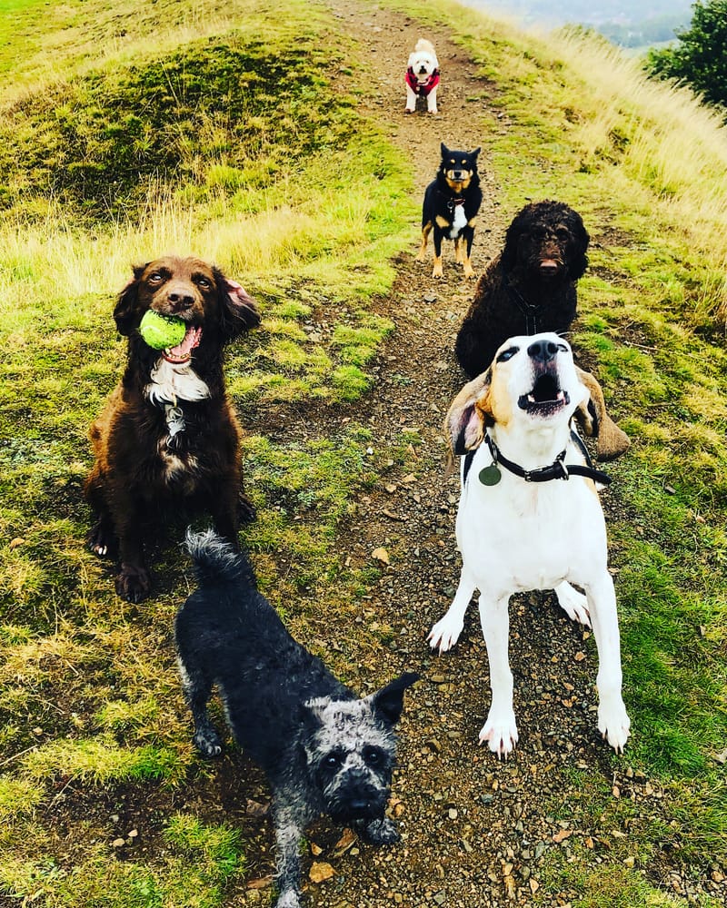 Dog Walking Service