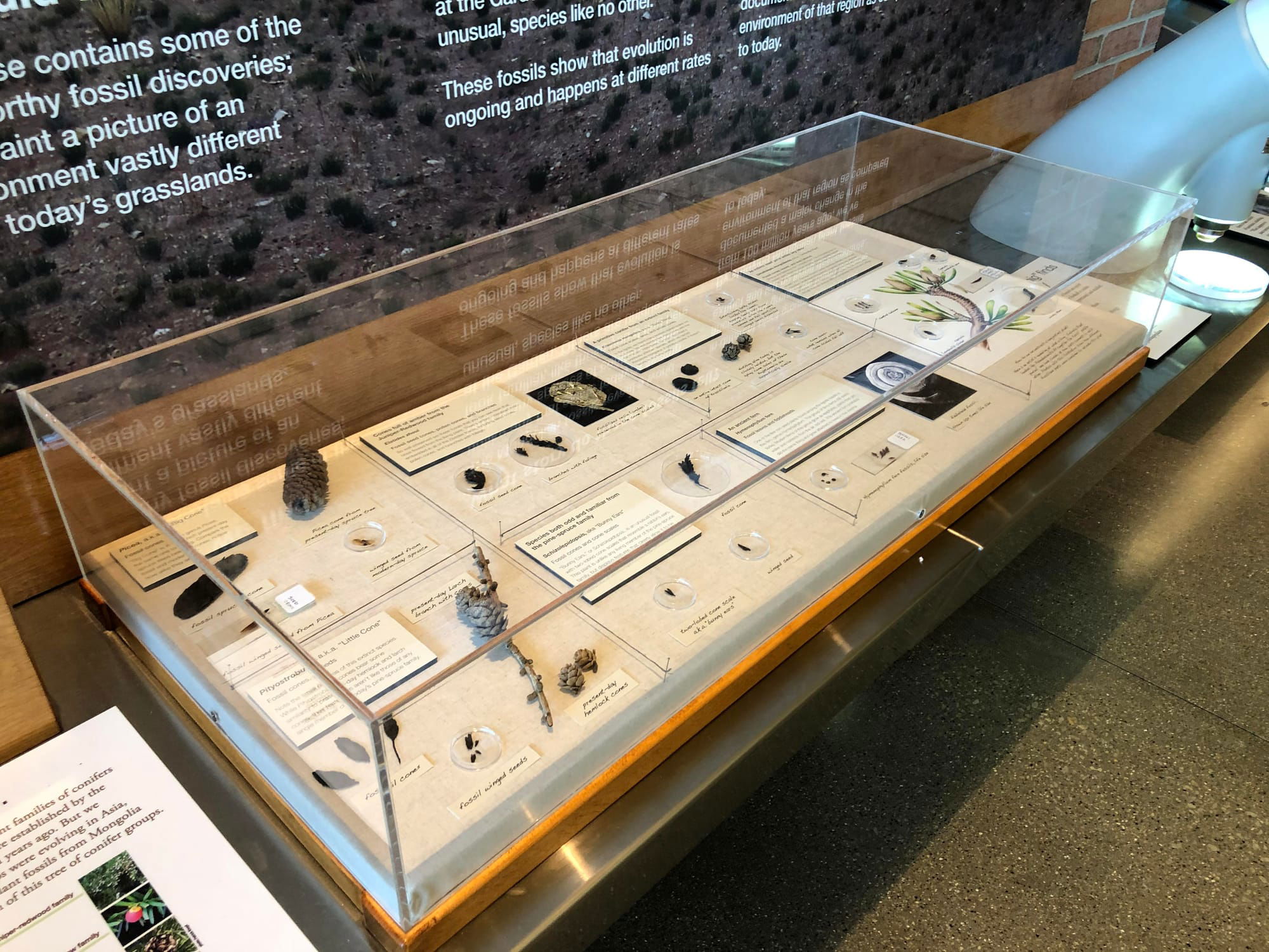 Museum Quality Acrylic Cover W/ Secure Screws, Wooden Base, and Stainless Steel Shelf.