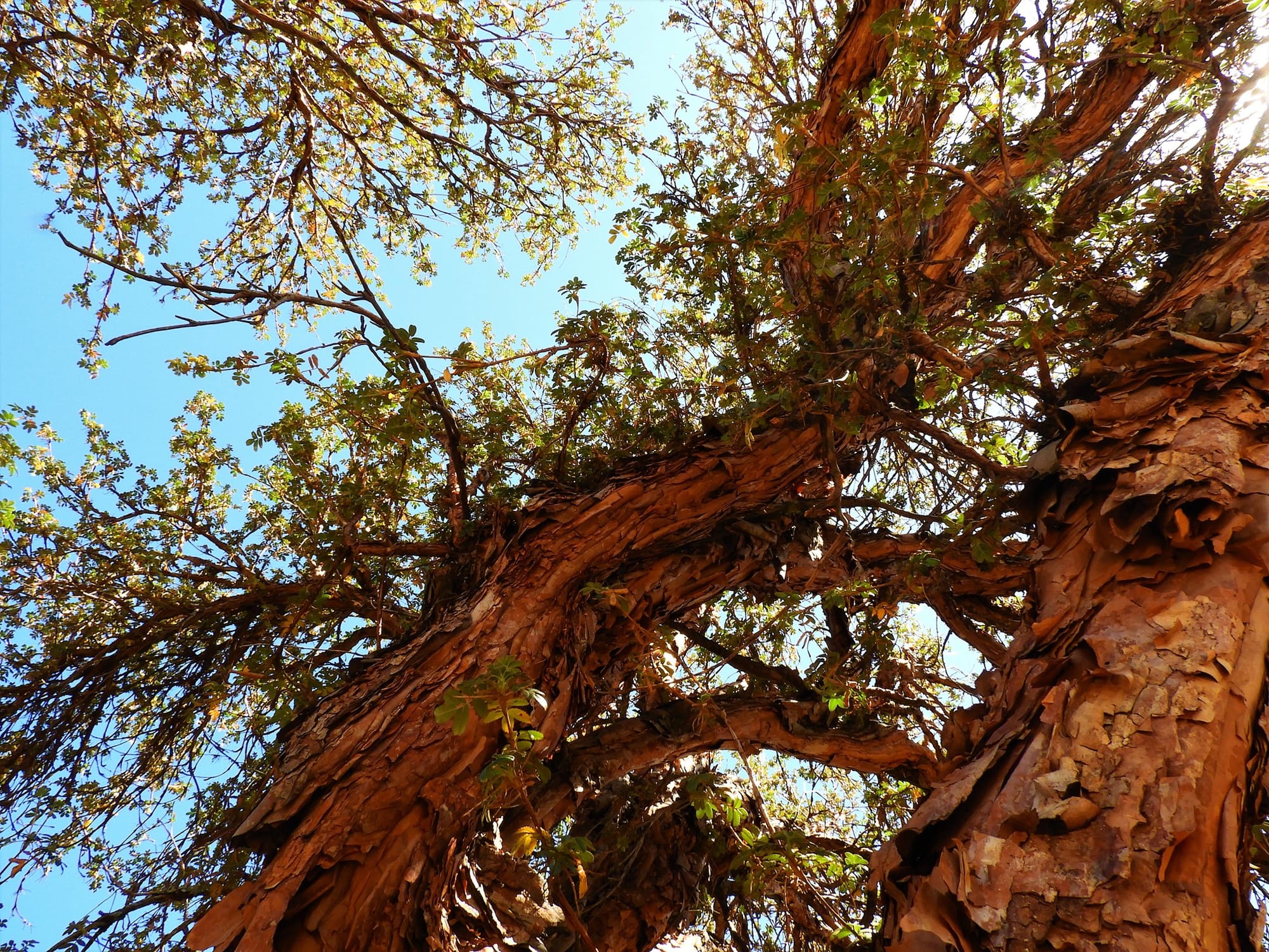 Reforestación en P.N. Quebrada del Condorito