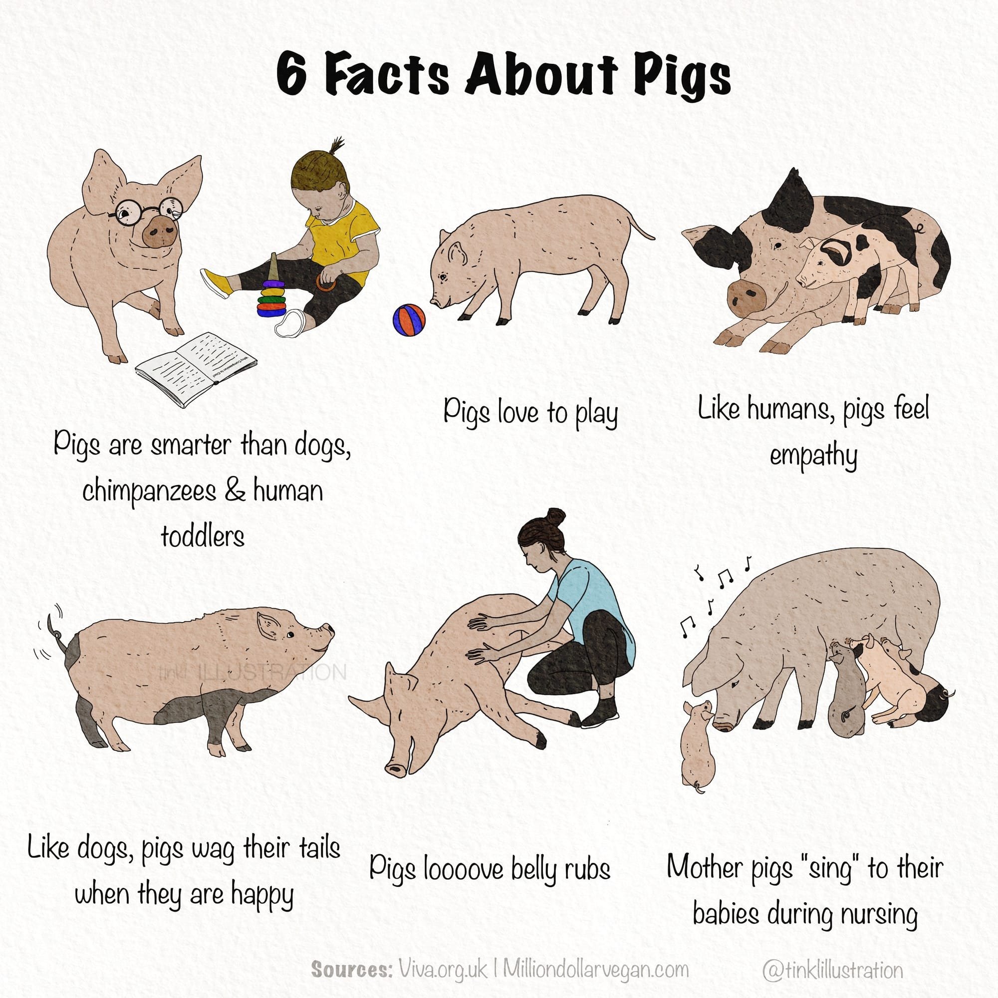 Instagram Infographic "6 Facts About Pigs"