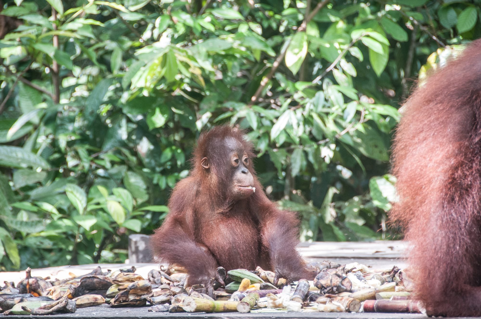 Bebé orangutan