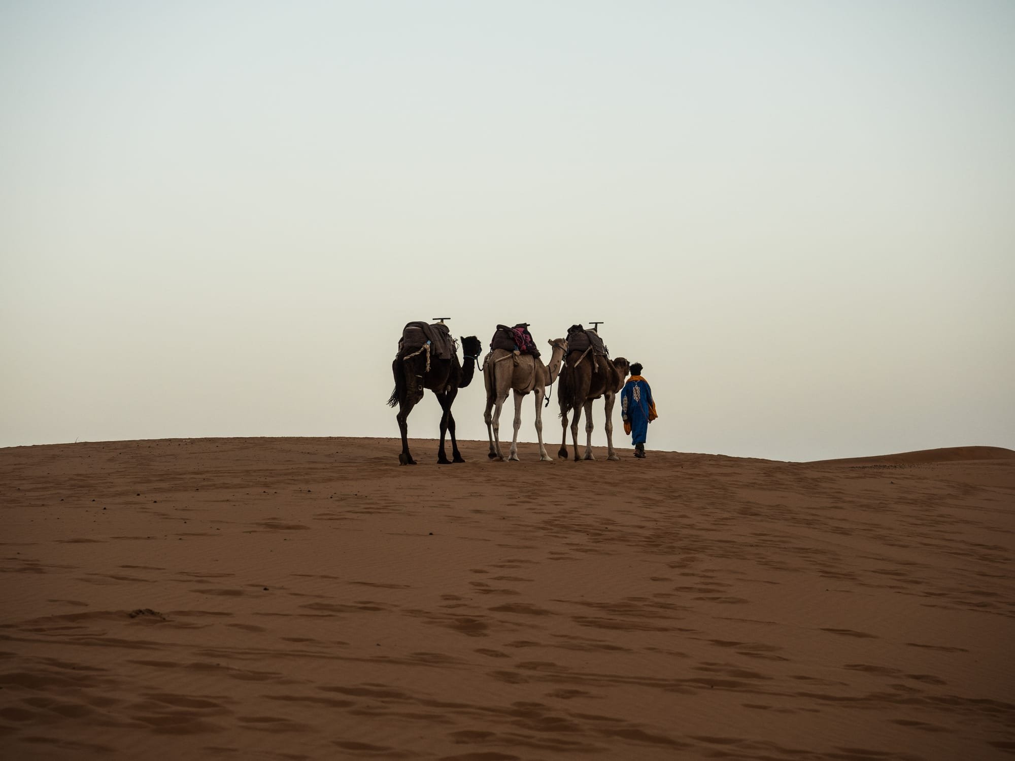 Tres camells