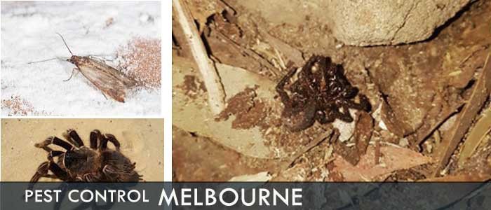 Wondering where to find expert pest control services in Melbourne? We have the answer!