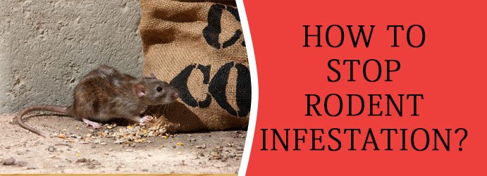 How To Stop Rodents Infestation?