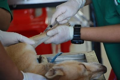 The Tips for Choosing a Veterinary Hospital image