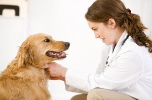 Guidelines on Choosing the Best Veterinary Clinic image