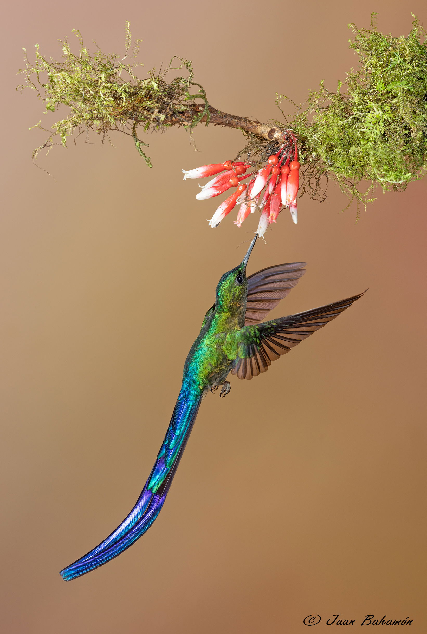 Violet-tailed sylph