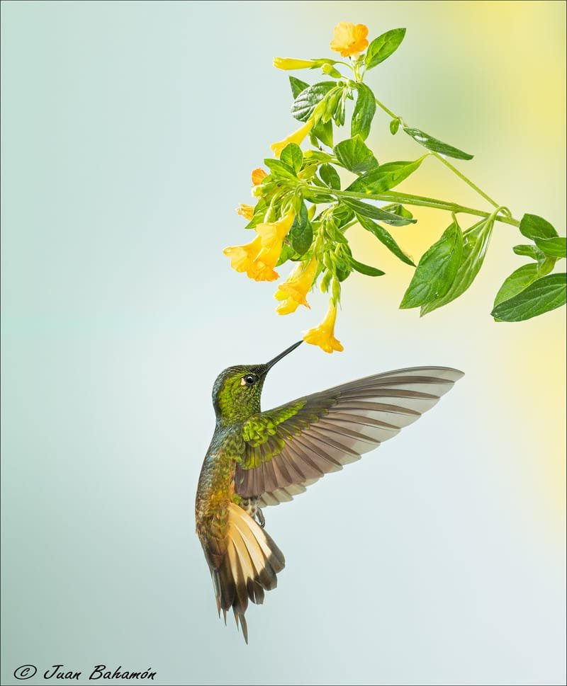 Hummingbird List