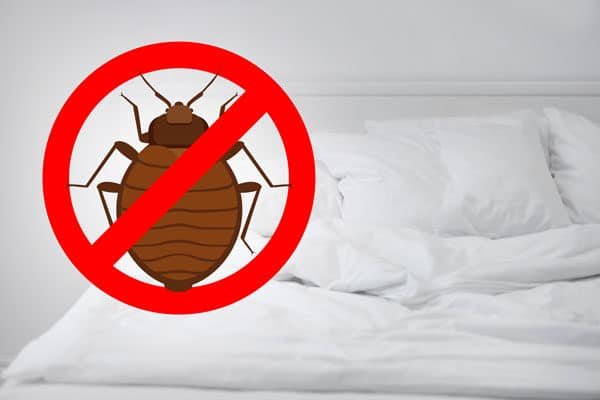 BED BUG REMOVAL